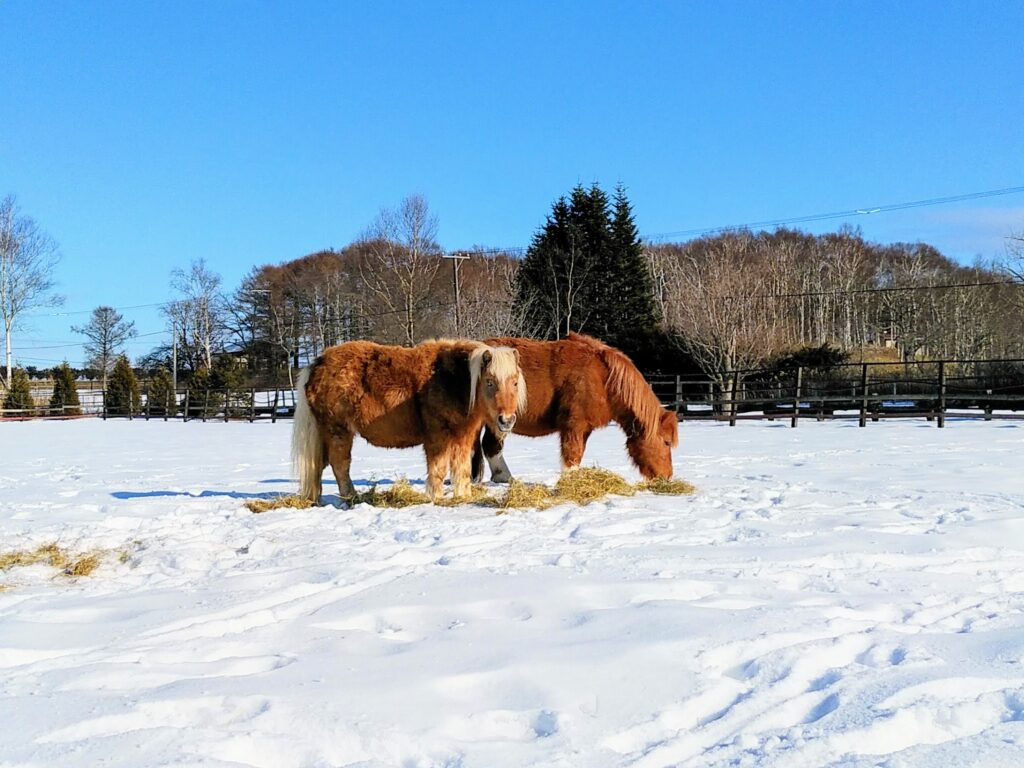 馬